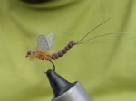 BWO semy realistic Ibro.jpg